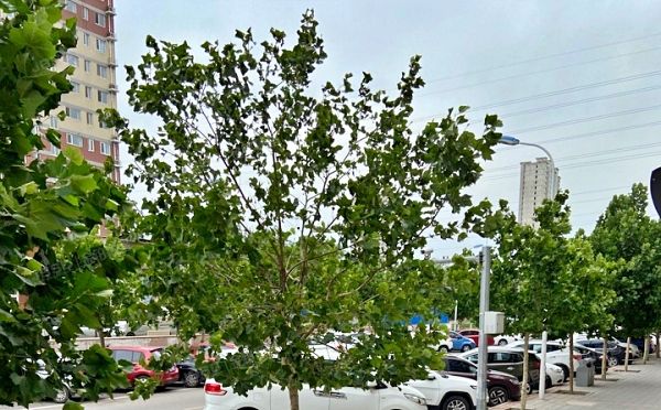 昌平区 北街家园八区5号楼8层8单元801号